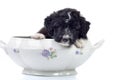 Small doggy Royalty Free Stock Photo