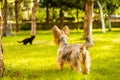 Small doggy chasing cute black kitten on the lawn