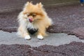 small doggy, domestic animal on the street