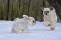 Small Dogs playing in snow