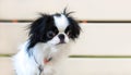 Small dogs. Portrait Japanese hin dog on wooden background with empty space for text. Decorative breed of dogs.