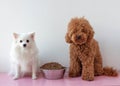 Small dogs a red brown miniature poodle and a white pomeranian sit next to a large bowl of dry dog food