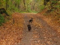 Small dogs on the road