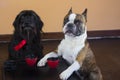 small dogs schnauzers and french bulldog drink a cup of tea Royalty Free Stock Photo