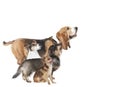 Small dogs side Royalty Free Stock Photo