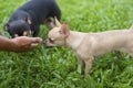 Small dogs to smell your hand before you get comfortable Royalty Free Stock Photo