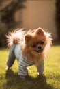 Small dogs walking on the grass Royalty Free Stock Photo