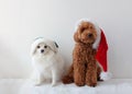 Small dogs white pomeranian and miniature poodle red brown in Santa Claus and elf hats