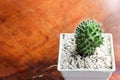 Small Dolichothele longimamma Mammillaria longimamma Finger Cactus or pineapple cactus on wooden background