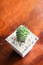 Small Dolichothele longimamma Mammillaria longimamma Finger Cactus or pineapple cactus on wooden background