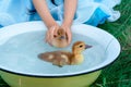 Small domestic birds swim in the water. The girl is holding a small duckling.