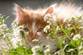 Small domestic cat in the garden