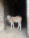 Small domestic cattle eating grass