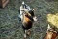 Domestic Goat Standing in a Farm Pen With Fresh Straw Bedding In The Daytime Royalty Free Stock Photo