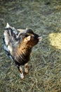 Domestic Goat Standing in a Farm Pen With Fresh Straw Bedding In The Daytime Royalty Free Stock Photo