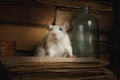 Small gray rat reading old letters Royalty Free Stock Photo