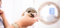 Small domestic hedgehog being analyzed by veterinarians, exotic pet