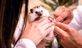 Small domestic hedgehog being analyzed by veterinarians, exotic pet