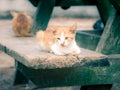Small domestic kitten Royalty Free Stock Photo