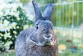 Small domestic rabbit in an autumn setting at sunset with mums in background Royalty Free Stock Photo