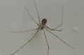 Small domestic spider in macro