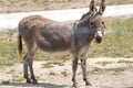 Small donkey on a country safari farm Royalty Free Stock Photo