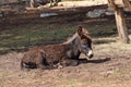 Small Donkey Foal Royalty Free Stock Photo