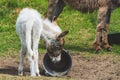 A small donkey looking for food in a bucket Royalty Free Stock Photo
