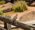 Small Dove Perched On Wooden Railing