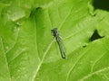 Small dragonfly on green leaf, Lithuania