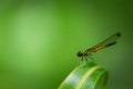 Small dragonfly with green nature