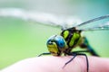 Small dragonfly on hand Royalty Free Stock Photo