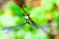 Small dragonfly on hand Royalty Free Stock Photo