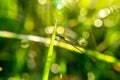 Small dragonfly on leaves