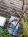 a small dragonfly perched on a dry branch Royalty Free Stock Photo