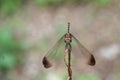 Dragonfly posing in the foreground