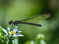 a small dragonfly sitting on top on green grass,