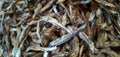Small dried fish, cute and small , fresh dry fish Royalty Free Stock Photo