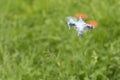 Small drone with a camera flying over the grass Royalty Free Stock Photo