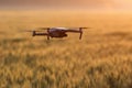 A small drone flyes over a golden wheat field. Royalty Free Stock Photo