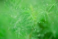 A small drop of rain on a green branch of dill in a garden Royalty Free Stock Photo