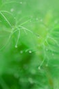 A small drop of rain on a green branch of dill in a garden Royalty Free Stock Photo