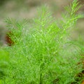 A small drop of rain on a green branch of dill in a garden Royalty Free Stock Photo