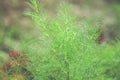 A small drop of rain on a green branch of dill in a garden Royalty Free Stock Photo