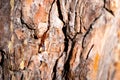 A small drop of resin on a pine trunk Royalty Free Stock Photo