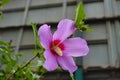 Small droplets of water on one pink crimson-eyed flower of Hibiscus syriacus in July Royalty Free Stock Photo