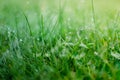 Small drops of dew on fresh green grass in the morning Royalty Free Stock Photo