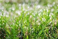 Small drops of dew on fresh green grass in the morning Royalty Free Stock Photo