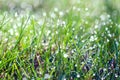 Small drops of dew on fresh green grass in the morning Royalty Free Stock Photo