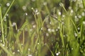 Small drops of dew on fresh green grass in the morning Royalty Free Stock Photo